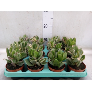 Crassula ovata 'Variegata'