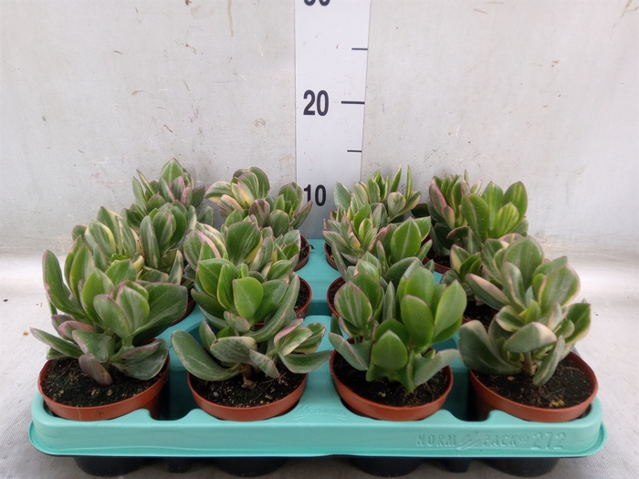 <h4>Crassula ovata 'Variegata'</h4>