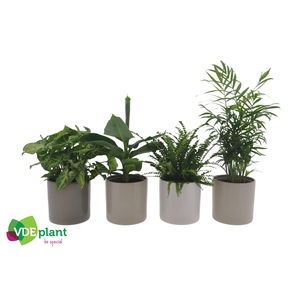 Ov Kamerplanten Gemengd Keramiek Havana