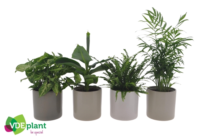 <h4>Ov Kamerplanten Gemengd Keramiek Havana</h4>