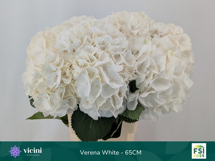 <h4>HYDR M CH WHI VERENA</h4>
