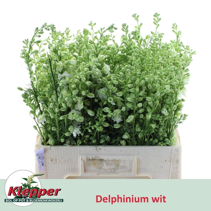 <h4>DELPH CONSALIDA QIS WHITE CONS R Q</h4>
