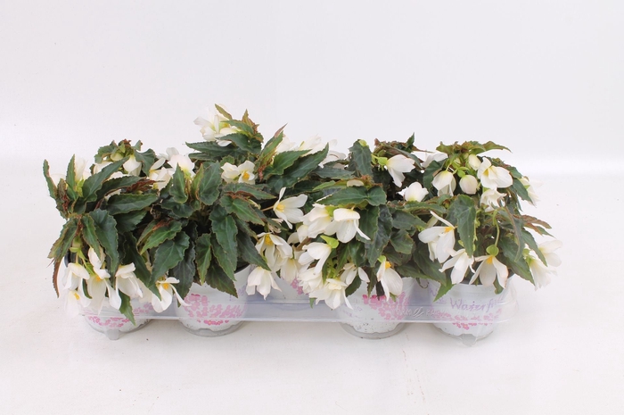 Begonia Beauvilia White