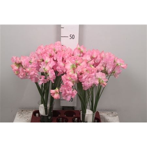 Lathyr Rom Pink Pearl