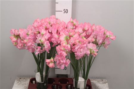 <h4>Lathyr Rom Pink Pearl</h4>