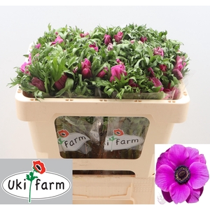 ANEM CO GALIL PURPER