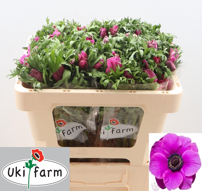 <h4>ANEM CO GALIL PURPER</h4>