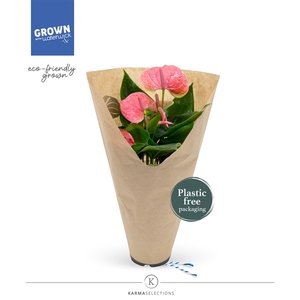 Anthurium - KARMA Pink | 12cm | ECO/KRAFT SLEEVE