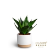 SANSEVIERIA TRIFASCIATA P10 WB WHITE