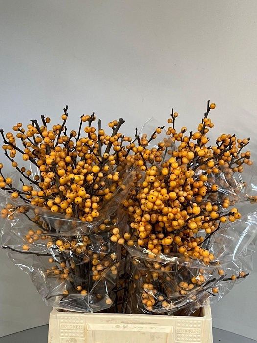 <h4>ILEX VE GOLD VERBOOM</h4>