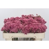 Ozothamnus Booming Pink