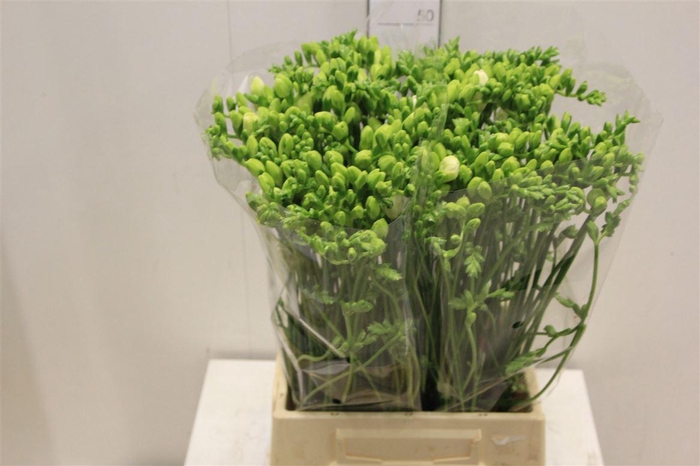 <h4>Fr Du Volante</h4>