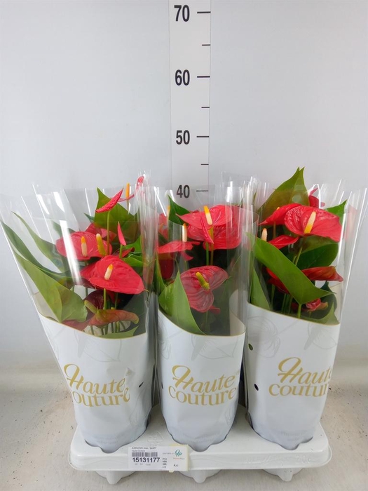 <h4>Anthurium andr. 'Esudo'</h4>