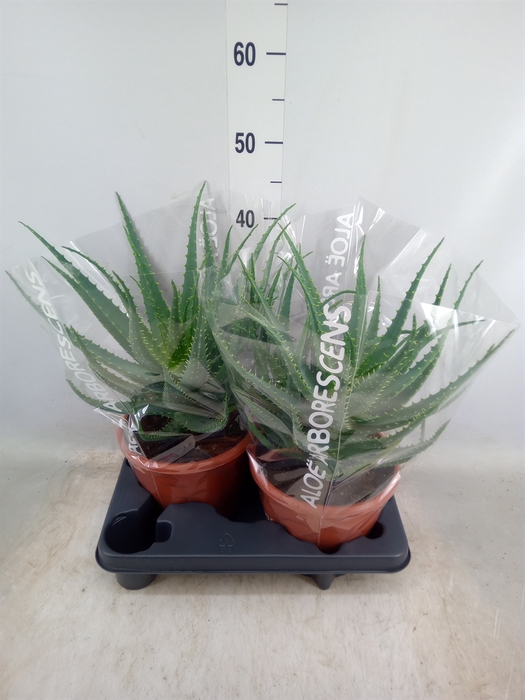 <h4>Aloe arborescens</h4>