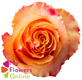 <h4>R Gr Carpe Diem+ Bicolor 50cm EC</h4>