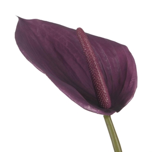 AF Anthurium L85cm Purple