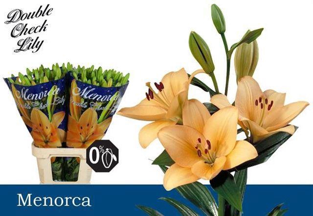 <h4>LI LA MENORCA 5+</h4>