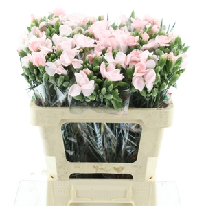 Di Tr Simply Candy Pink Extra