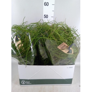 Rhipsalis   ...