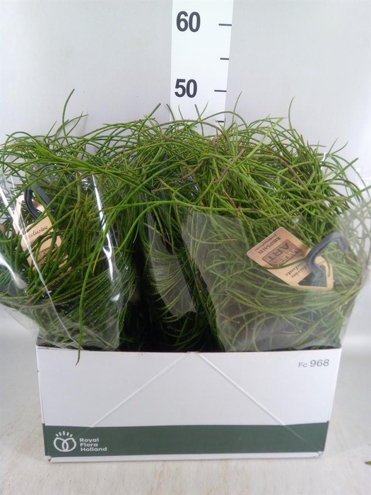 <h4>Rhipsalis   ...</h4>