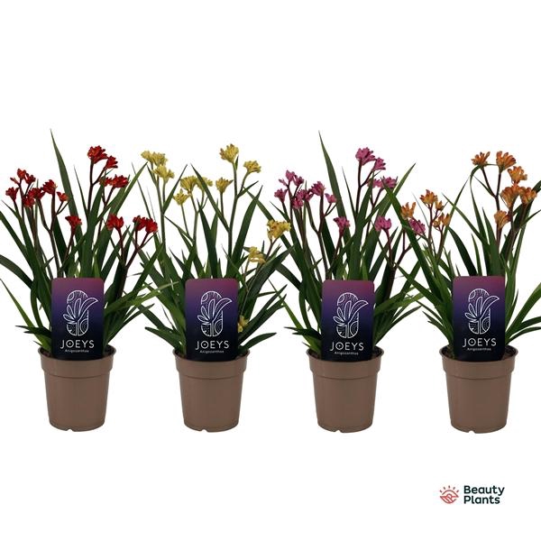 <h4>Anigozanthos gemengd</h4>