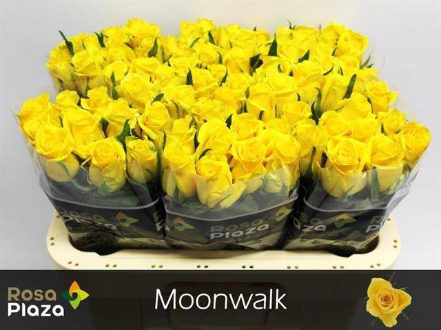 <h4>R Gr Moonwalk</h4>