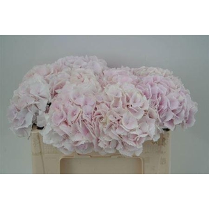 Hydr M Roy Surprise 50cm-16