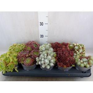 Sempervivum   ...