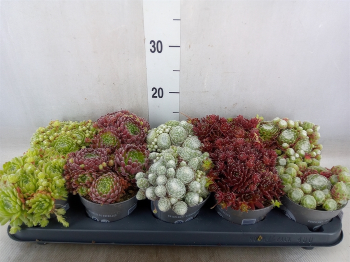<h4>Sempervivum   ...</h4>