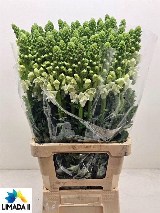 <h4>Antir Poto White</h4>