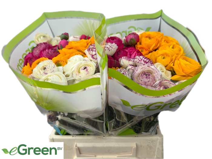 <h4>RAN GEM IN FUST</h4>