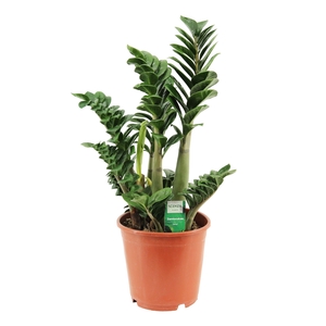 Zamioculcas Zenzi 21 cm Slag A1, 4+ veren