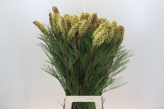 <h4>Grevillea Spiderman</h4>