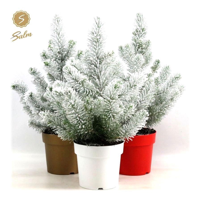 <h4>Pinus Silver Crest</h4>