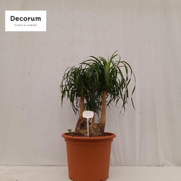<h4>Beaucarnea vertakt op nummer 31</h4>