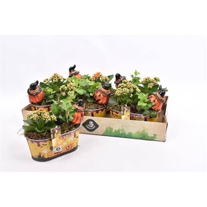 ARR TUINPLANTEN