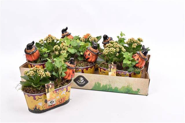 <h4>ARR TUINPLANTEN</h4>