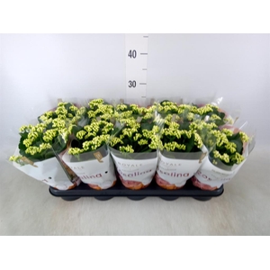 Kalanchoe blos. 'RosDon Dione'