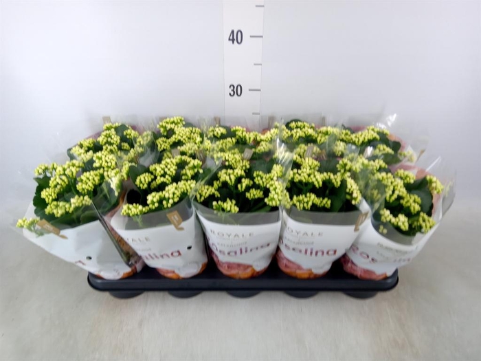 <h4>Kalanchoe blos. 'RosDon Dione'</h4>