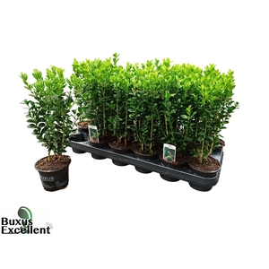 BUXU SEMPERVIRENS