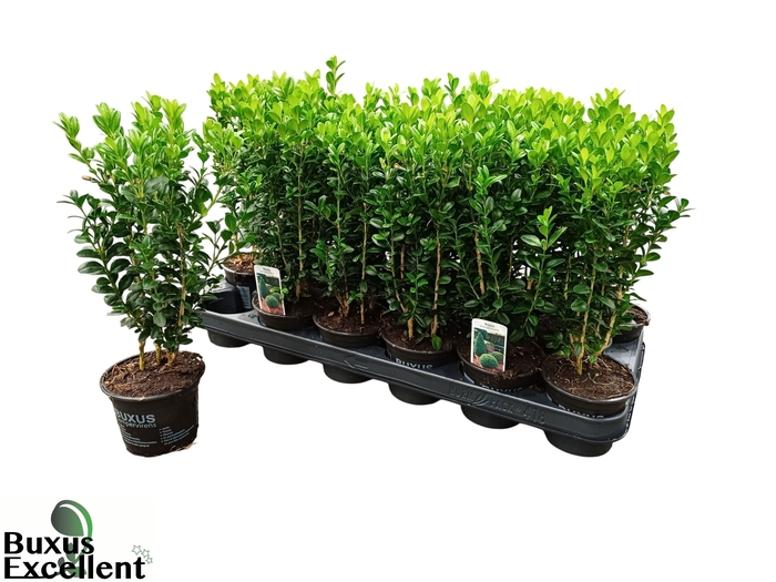 <h4>BUXU SEMPERVIRENS</h4>