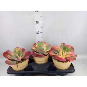 Kalanchoe NF thyrsiflora 'Red Lips'