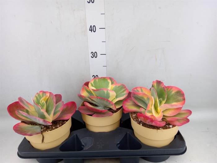 <h4>Kalanchoe NF thyrsiflora 'Red Lips'</h4>