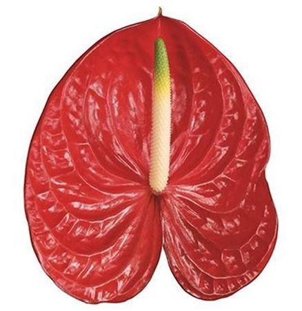 <h4>Anth A Arena</h4>