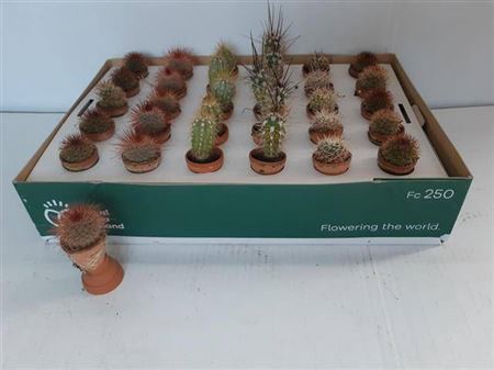 Cactus Gem Mini In Terra Cotta Potje