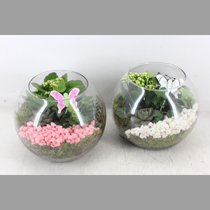 arr2 PL - Glas bol x5 - roze/wit
