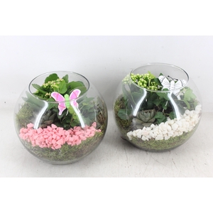 Arr2 Pl - Glas Bol X5 - Roze/wit