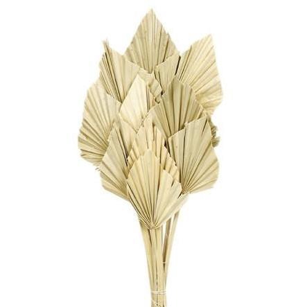 <h4>Droogbloem Palm Spear 50cm x10</h4>