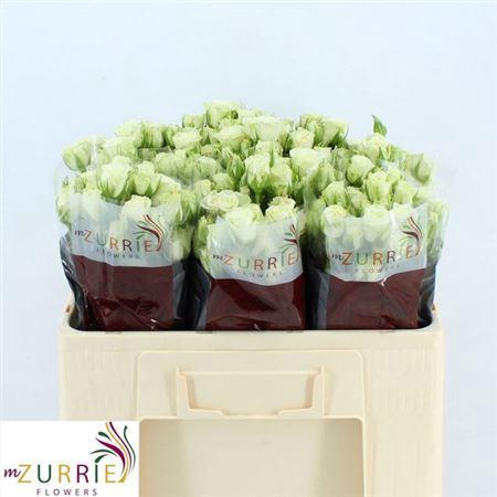 <h4>R Tr Snowflake</h4>