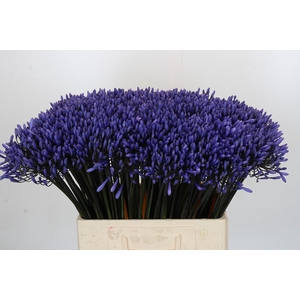 Agapanthus Dr Brouwer